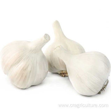 Fresh Top Class 5.5 cm White Garlic